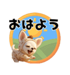 チワワのくーちゃんお正月スタンプ2026ver（個別スタンプ：27）