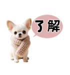 チワワのくーちゃんお正月スタンプ2026ver（個別スタンプ：29）