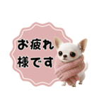 チワワのくーちゃんお正月スタンプ2026ver（個別スタンプ：30）