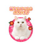 かわいい猫写真♪BIG お正月・年賀 2026（個別スタンプ：2）