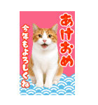 かわいい猫写真♪BIG お正月・年賀 2026（個別スタンプ：3）
