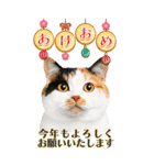 かわいい猫写真♪BIG お正月・年賀 2026（個別スタンプ：4）