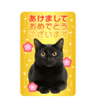 かわいい猫写真♪BIG お正月・年賀 2026（個別スタンプ：5）
