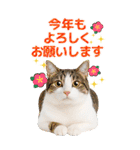 かわいい猫写真♪BIG お正月・年賀 2026（個別スタンプ：8）