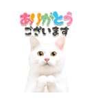 かわいい猫写真♪BIG お正月・年賀 2026（個別スタンプ：9）