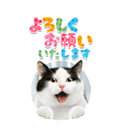 かわいい猫写真♪BIG お正月・年賀 2026（個別スタンプ：10）