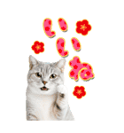 かわいい猫写真♪BIG お正月・年賀 2026（個別スタンプ：11）