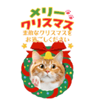 かわいい猫写真♪BIG お正月・年賀 2026（個別スタンプ：12）