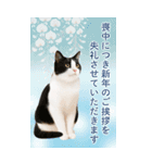 かわいい猫写真♪BIG お正月・年賀 2026（個別スタンプ：13）