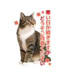 かわいい猫写真♪BIG お正月・年賀 2026（個別スタンプ：14）