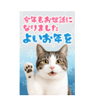 かわいい猫写真♪BIG お正月・年賀 2026（個別スタンプ：15）