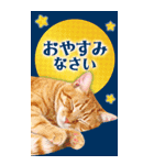 かわいい猫写真♪BIG お正月・年賀 2026（個別スタンプ：16）