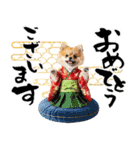 ふわもこポメラニアン子犬のお正月スタンプ（個別スタンプ：3）