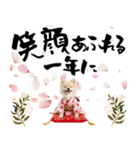 ふわもこポメラニアン子犬のお正月スタンプ（個別スタンプ：10）