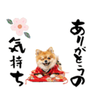 ふわもこポメラニアン子犬のお正月スタンプ（個別スタンプ：13）