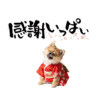 ふわもこポメラニアン子犬のお正月スタンプ（個別スタンプ：14）
