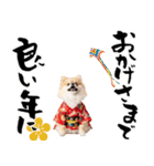 ふわもこポメラニアン子犬のお正月スタンプ（個別スタンプ：15）