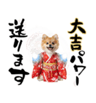ふわもこポメラニアン子犬のお正月スタンプ（個別スタンプ：19）