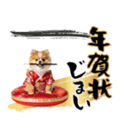ふわもこポメラニアン子犬のお正月スタンプ（個別スタンプ：24）