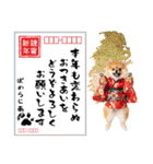 ふわもこポメラニアン子犬のお正月スタンプ（個別スタンプ：25）