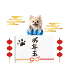ふわもこポメラニアン子犬のお正月スタンプ（個別スタンプ：26）