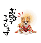 ふわもこポメラニアン子犬のお正月スタンプ（個別スタンプ：28）