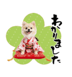 ふわもこポメラニアン子犬のお正月スタンプ（個別スタンプ：31）