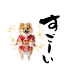 ふわもこポメラニアン子犬のお正月スタンプ（個別スタンプ：32）