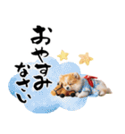 ふわもこポメラニアン子犬のお正月スタンプ（個別スタンプ：34）