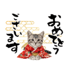 アメショ子猫の晴れ着スタンプ♡お正月2026（個別スタンプ：3）