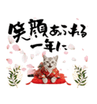 アメショ子猫の晴れ着スタンプ♡お正月2026（個別スタンプ：10）