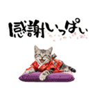 アメショ子猫の晴れ着スタンプ♡お正月2026（個別スタンプ：14）