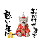 アメショ子猫の晴れ着スタンプ♡お正月2026（個別スタンプ：15）