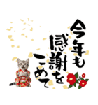 アメショ子猫の晴れ着スタンプ♡お正月2026（個別スタンプ：16）