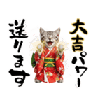 アメショ子猫の晴れ着スタンプ♡お正月2026（個別スタンプ：19）