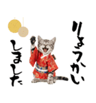 アメショ子猫の晴れ着スタンプ♡お正月2026（個別スタンプ：20）