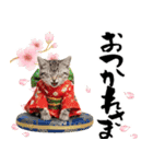 アメショ子猫の晴れ着スタンプ♡お正月2026（個別スタンプ：21）