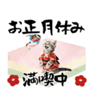 アメショ子猫の晴れ着スタンプ♡お正月2026（個別スタンプ：23）