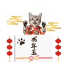 アメショ子猫の晴れ着スタンプ♡お正月2026（個別スタンプ：26）