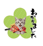 アメショ子猫の晴れ着スタンプ♡お正月2026（個別スタンプ：31）