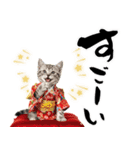 アメショ子猫の晴れ着スタンプ♡お正月2026（個別スタンプ：32）