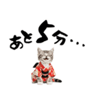 アメショ子猫の晴れ着スタンプ♡お正月2026（個別スタンプ：36）