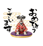 ミニチュアシュナウザー子犬のお正月（個別スタンプ：3）