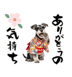 ミニチュアシュナウザー子犬のお正月（個別スタンプ：13）