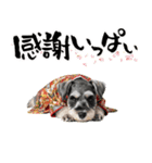 ミニチュアシュナウザー子犬のお正月（個別スタンプ：14）