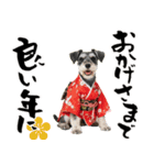 ミニチュアシュナウザー子犬のお正月（個別スタンプ：15）