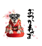 ミニチュアシュナウザー子犬のお正月（個別スタンプ：21）