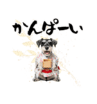 ミニチュアシュナウザー子犬のお正月（個別スタンプ：22）