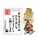 ミニチュアシュナウザー子犬のお正月（個別スタンプ：25）