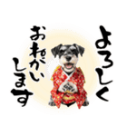 ミニチュアシュナウザー子犬のお正月（個別スタンプ：30）